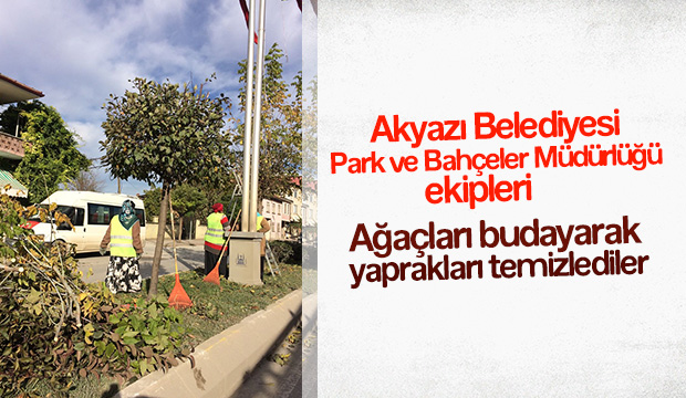 Ağaçlar Budandı Yapraklar Temizlendi