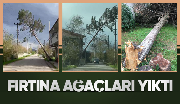 Ağaçlar fırtınaya dayanamayıp yıkıldı