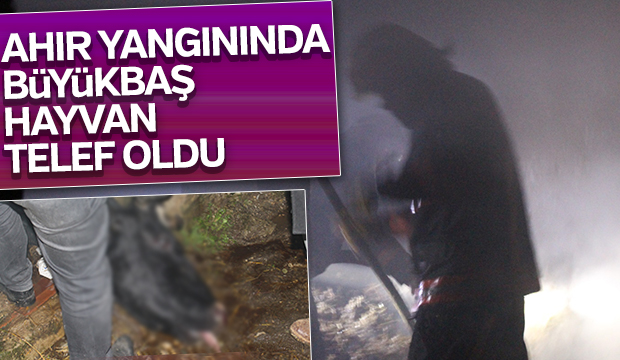 Ahır yangınında Büyükbaş hayvan telef oldu