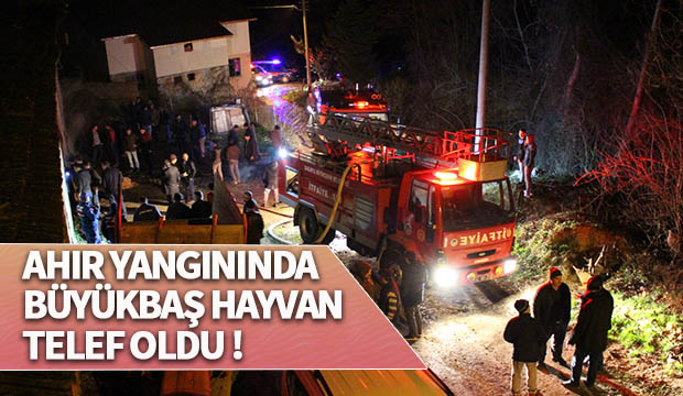 Ahır yangınında Büyükbaş hayvan telef oldu