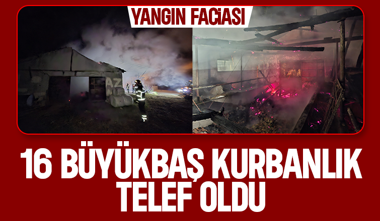 Ahırda yangın, 16 büyükbaş kurbanlık telef oldu