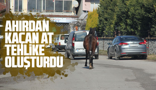 Ahırdan kaçan at tehlike oluşturdu