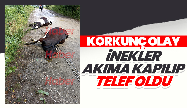 Akıma kapılan inekler telef oldu