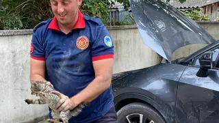 Akyazı 1 Nolu Sağlık Ocağı’nda Kedi Operasyonu: Arabadan Arabaya Kaçtı, Sonunda Doğaya Salındı!