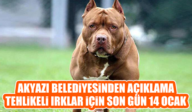Akyazı Belediyesi'nden tehlikeli ırklar için açıklama