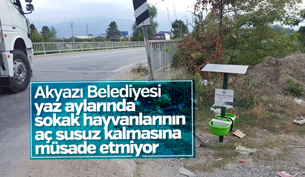 AKYAZI BELEDİYESİ SOKAK HAYVANLARININ YANINDA