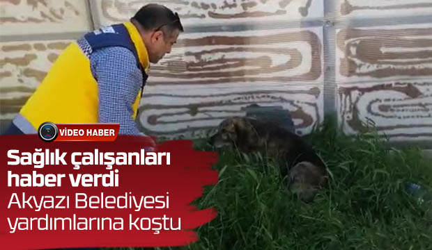 Akyazı Belediyesi yaralı sokak hayvanları için devrede