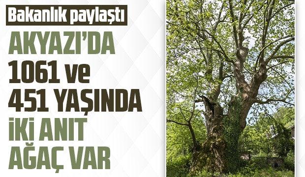 Akyazı'da  1061 ve 451 yaşında iki anıt ağaç var