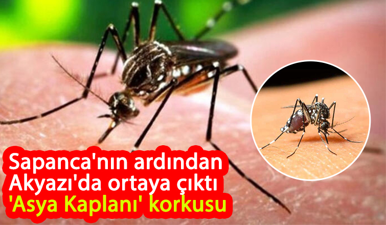 Akyazı'da Asya kaplanı korkusu