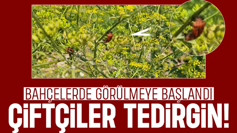Akyazı'da bahçelerde görülen bu böcek tedirgin etti
