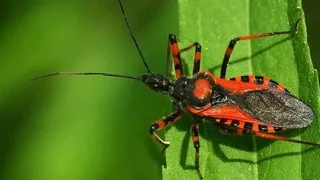 Akyazı'da bahçelerde görülen bu böcek tedirgin etti