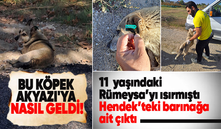 Akyazı'da çocuğu ısıran köpeğin kaydı Hendek'ten çıktı