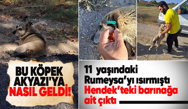 Akyazı'da çocuğu ısıran köpeğin kaydı Hendek'ten çıktı