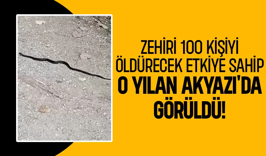 Akyazı'da görüldü, tek ısırığı 100 kişiyi öldürecek güçte