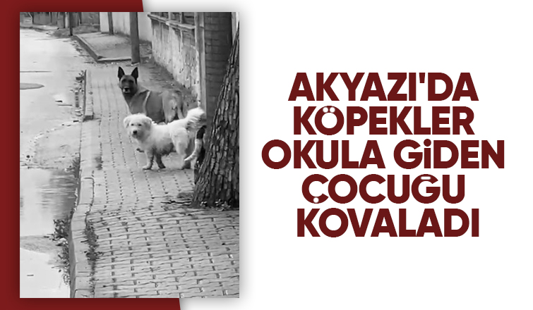 Akyazı'da köpekler okula giden çocuğu kovaladı