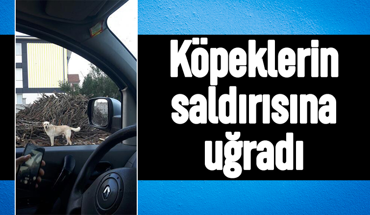 Akyazı'da köpeklerin saldırdığı vatandaştan önlem çağrısı