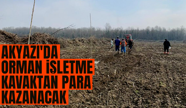 Akyazı'da orman işletme kavak dikimi yapıyor