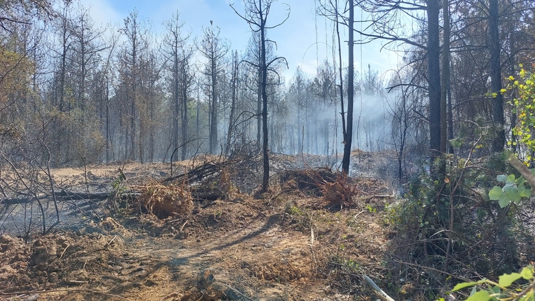 Akyazı'da orman yangını söndürüldü