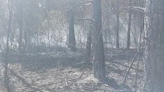Akyazı'da orman yangını söndürüldü