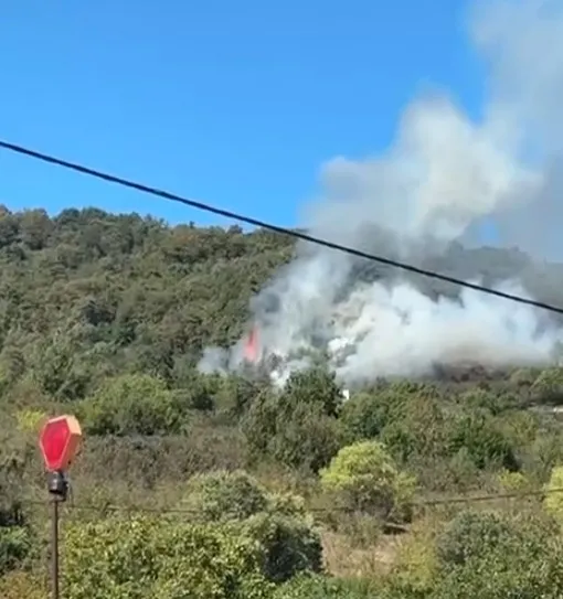 Akyazı'da orman yangını