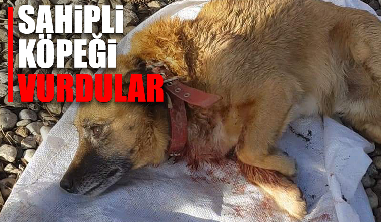 Akyazı'da sahipli köpeği vurdular