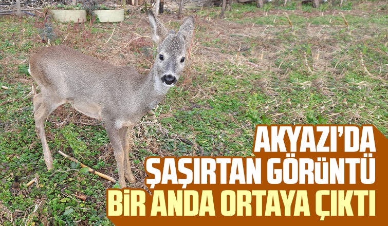 Akyazı'da şaşırtan görüntü