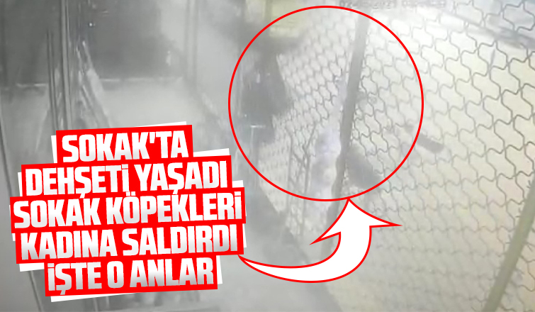 Akyazı'da sokak köpekleri kadına saldırdı