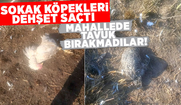 Akyazı'da sokak köpekleri tavuk ve hindileri telef etti