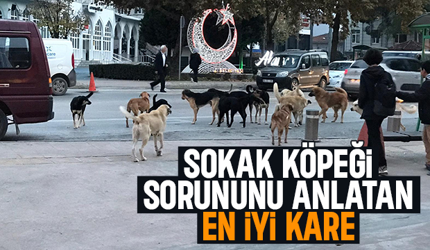 Akyazı'da sürü halinde gezen köpekler korku saçıyor