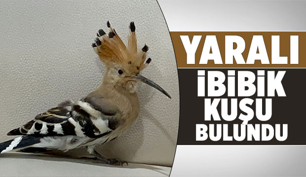 Akyazı'da yaralı ibibik kuşu bulundu