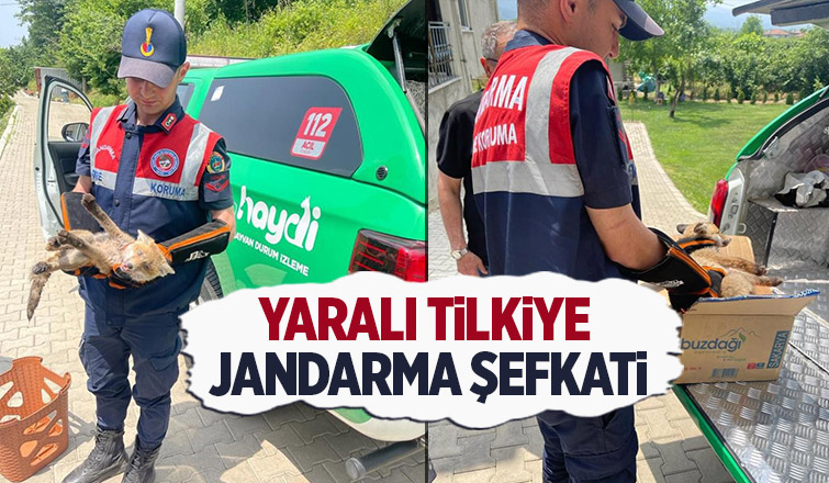 Akyazı'da yaralı tilkiye jandarma şefkati