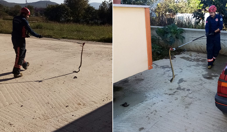 Akyazı'da yılan paniği