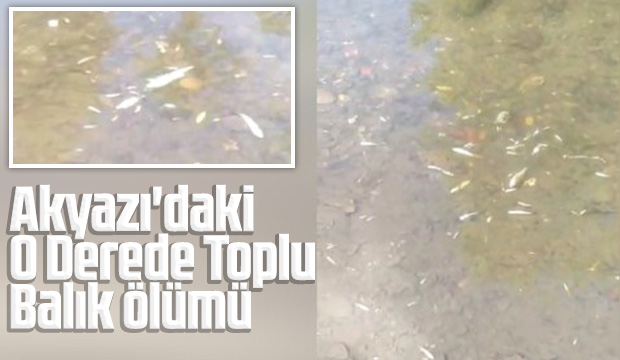Akyazı'daki o dere toplu balık ölümü