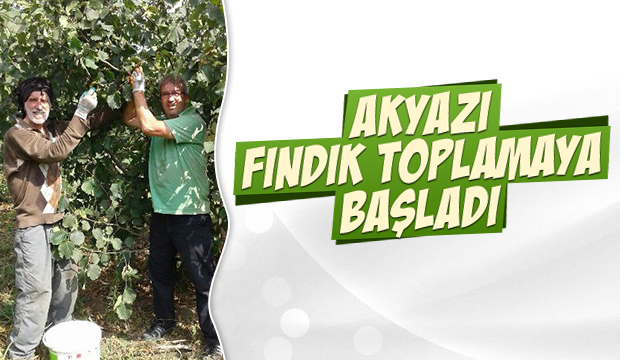 Akyazı Fındık Toplamaya Başladı