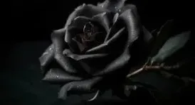 Akyazı İlçemizdeki Cenazeler