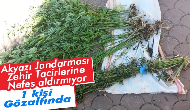 Akyazı jandarma zehir tacirlerine nefes aldırmıyor