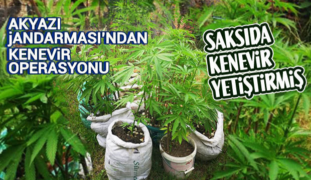 Akyazı jandarmasından kenevir operasyonu