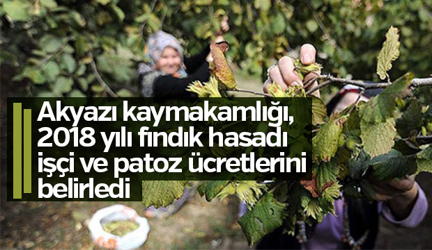 Akyazı kaymakamlığı 2018 yılı fındık hasadı işçi ve patoz ücretlerini belirledi