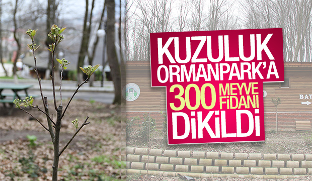 AKYAZI ORMANPARK MEYVE AĞAÇLARI İLE DONATILDI