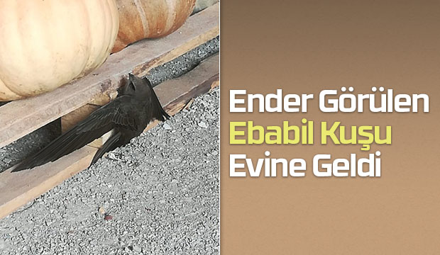 Akyazı Yeni Mahallede Ebabil Kuşu Görüldü