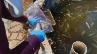 Akyazı'da çevre felaketi; Alabalık tesisinde ve deredeki balıklar öldü
