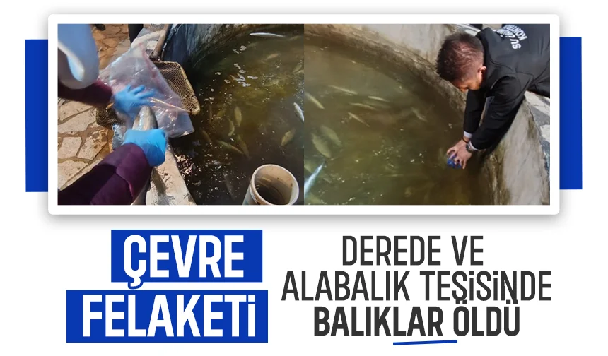 Akyazı'da çevre felaketi; Alabalık tesisinde ve deredeki balıklar öldü