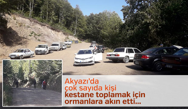Akyazıda çok sayıda kişi kestane toplamak için ormanlara akın etti