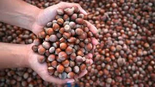 Akyazı'da fındık fiyatları