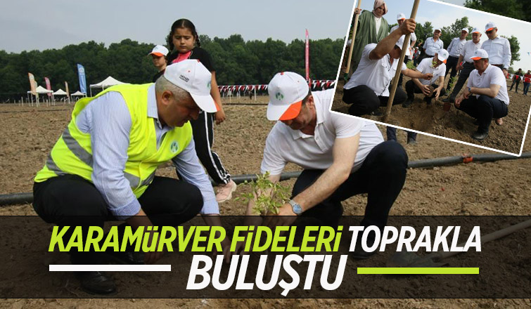 Akyazı’da Kara Mürver fideleri toprakla buluştu