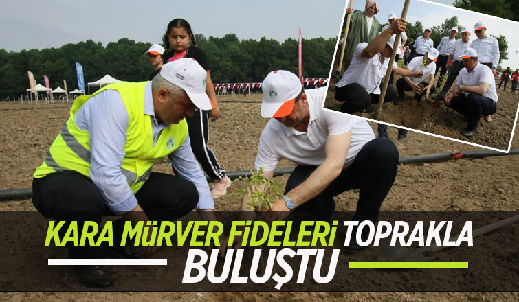 Akyazı’da Kara Mürver fideleri toprakla buluştu