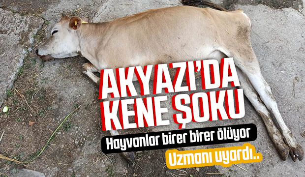 Akyazıda kene şoku