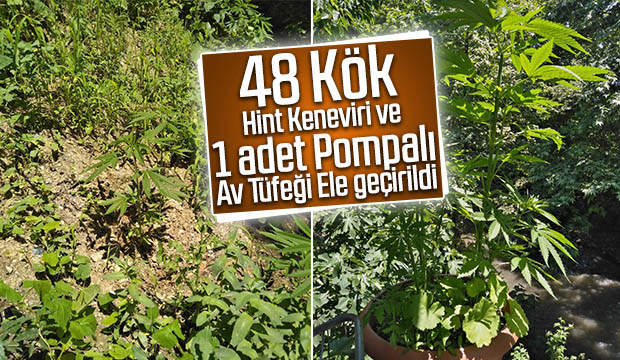 Akyazıda Hint Keneviri Operasyonu