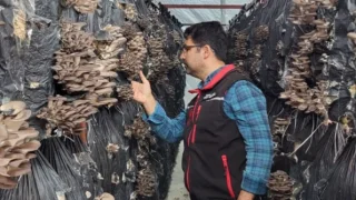 Akyazı'da mantar üretim tesislerinde inceleme