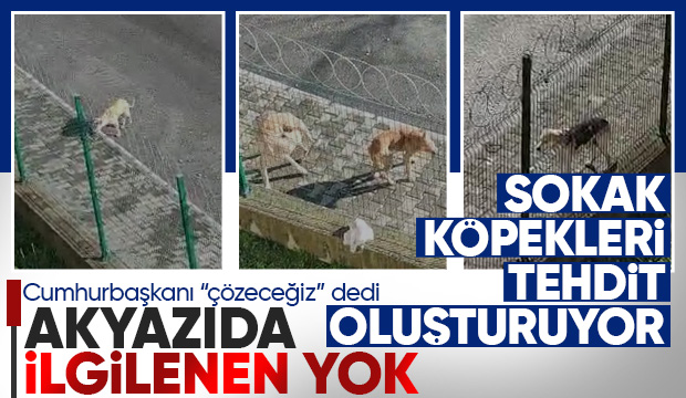 Akyazıda sokak köpekleri sorunu devam ediyor